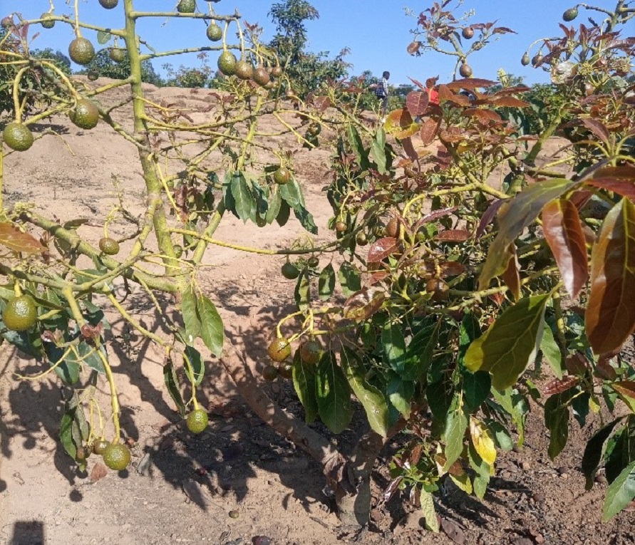 Home - ASEMA Limited.